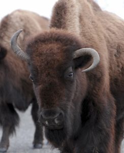 bison-869161_1280