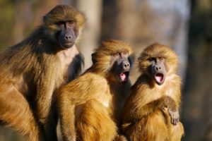CEO Coaching: Family Business or Monkey Business?